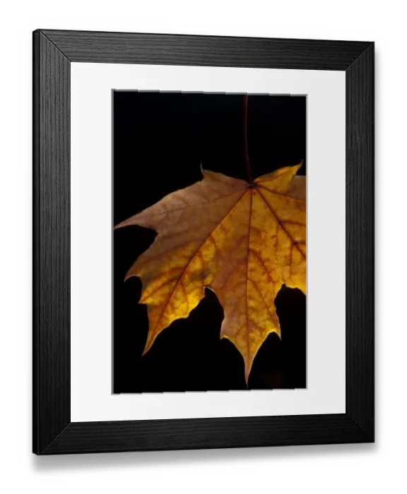 Framed Print : Close-up of a Maple Leaf Framed Print : Close-up of a Maple Leaf