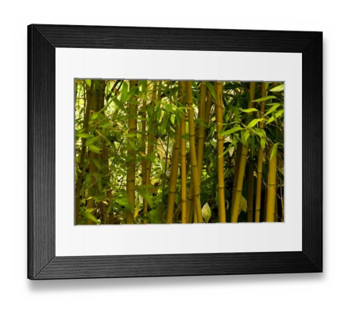 Framed Print : Nature, Flora Framed Print : Nature, Flora