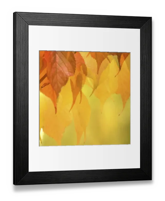 Framed Print : Nature, Flora Framed Print : Nature, Flora