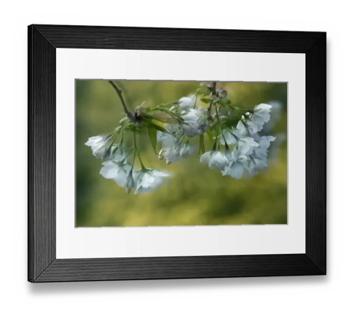 Framed Print : Nature, Flora Framed Print : Nature, Flora