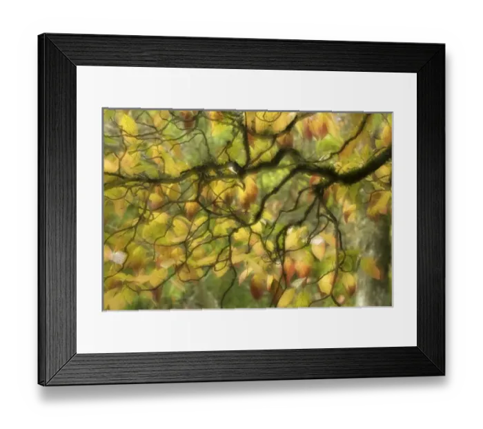 Framed Print : Nature, Flora Framed Print : Nature, Flora