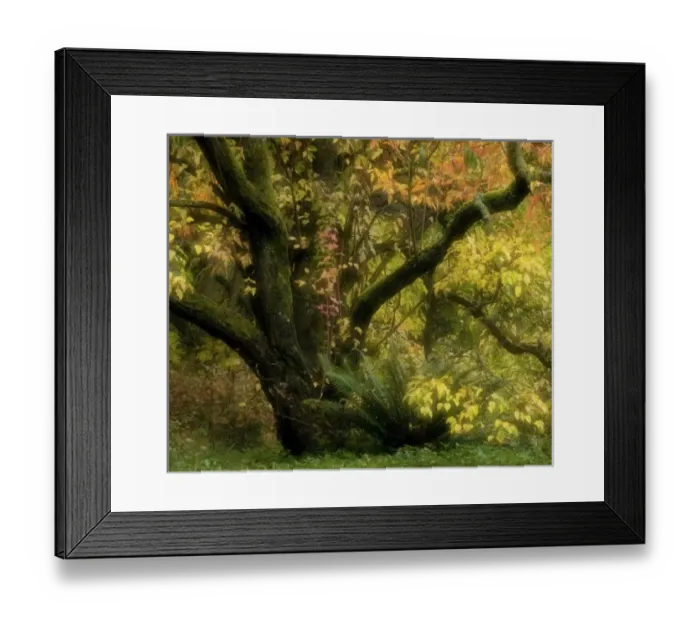 Framed Print : Nature, Flora Framed Print : Nature, Flora