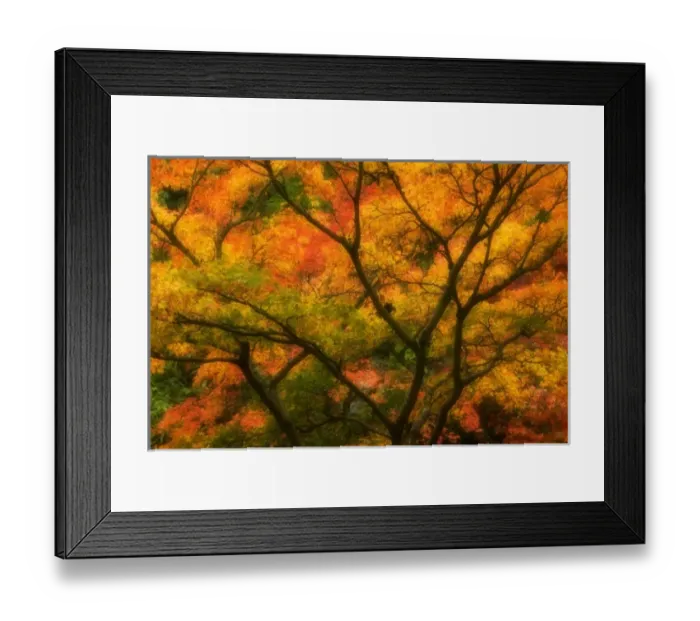 Framed Print : Maple Tree in Autumn