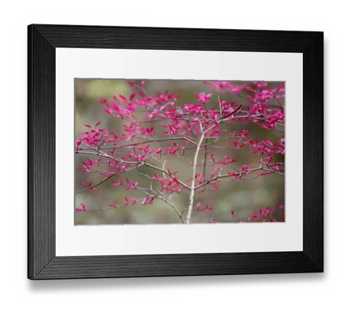 Framed Print : New Leaves on Tree in Spring, Selective Focus Framed Print : New Leaves on Tree in Spring, Selective Focus