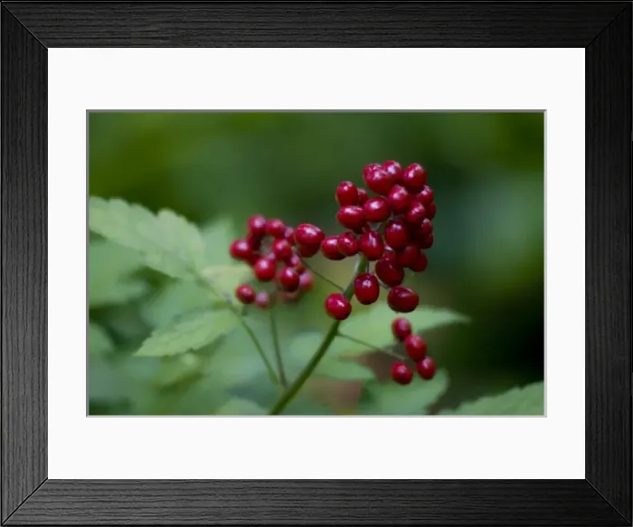 Framed Print : Red Berries Close-Up Framed Print : Red Berries Close-Up