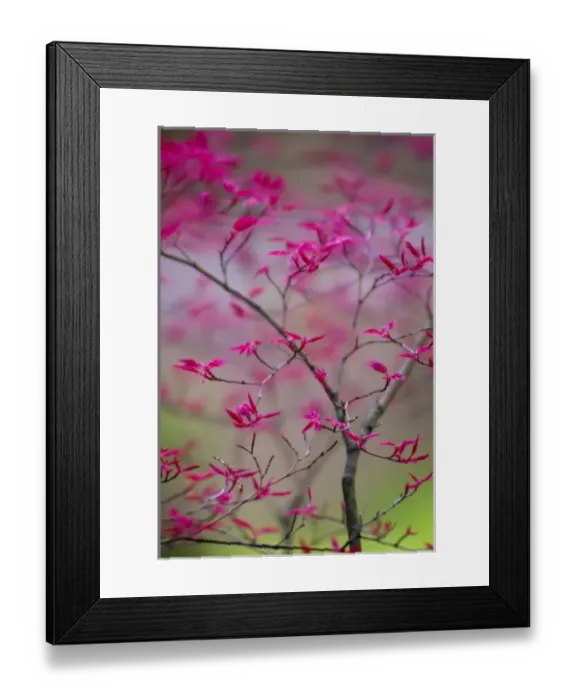 Framed Print : Selective Focus on Spring Tree Framed Print : Selective Focus on Spring Tree