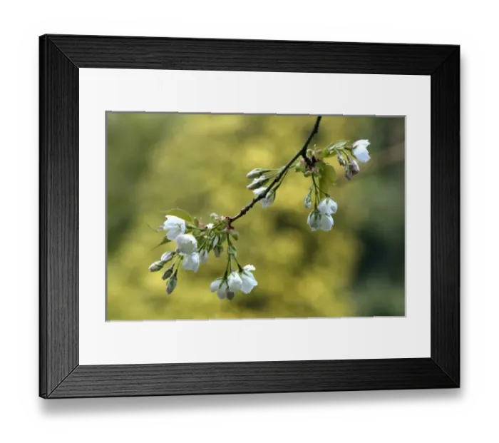 Framed Print : Nature, Flora Framed Print : Nature, Flora