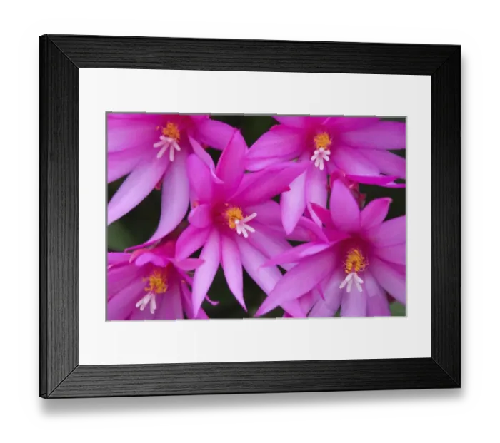 Framed Print : Sunrise cactus flowers, (Rhipsalidopsis gaertneri) Framed Print : Sunrise cactus flowers, (Rhipsalidopsis gaertneri)