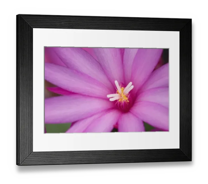Framed Print : Sunrise cactus flower, (Rhipsalidopsis gaertneri)