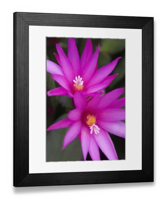 Framed Print : Sunrise cactus flowers, (Rhipsalidopsis gaertneri) Framed Print : Sunrise cactus flowers, (Rhipsalidopsis gaertneri)