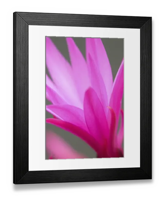 Framed Print : Sunrise cactus flower, (Rhipsalidopsis gaertneri) Framed Print : Sunrise cactus flower, (Rhipsalidopsis gaertneri)