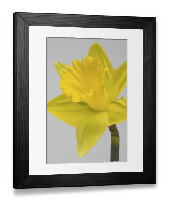 Framed Print : Yellow daffodil Framed Print : Yellow daffodil