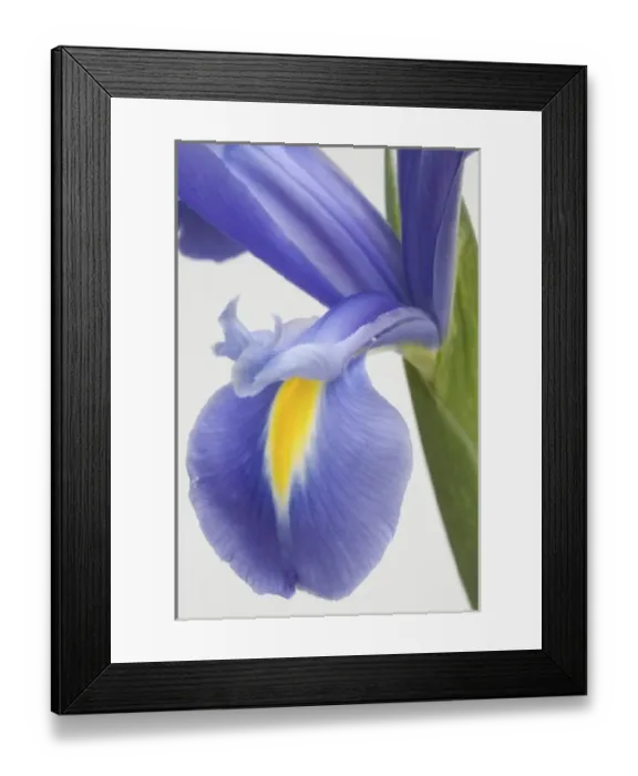 Framed Print : Purple iris