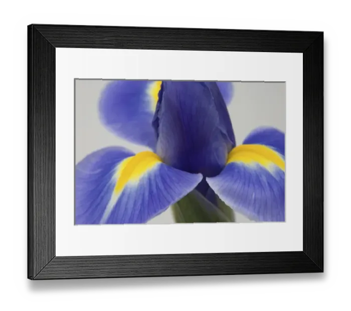 Framed Print : Purple iris