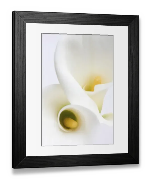 Framed Print : White Calla Lilies