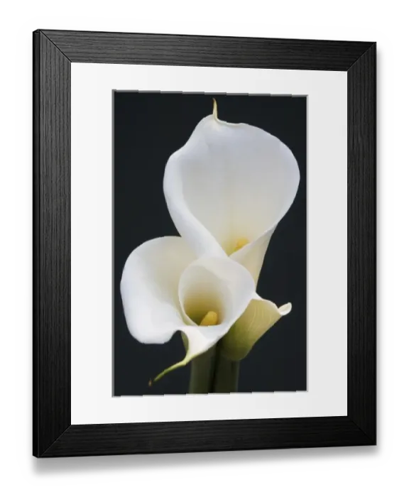 Framed Print : White Calla Lilies Framed Print : White Calla Lilies