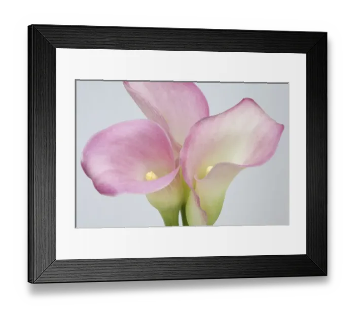 Framed Print : Nature, Flora Framed Print : Nature, Flora