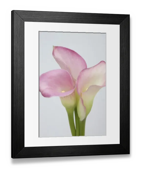 Framed Print : Nature, Flora