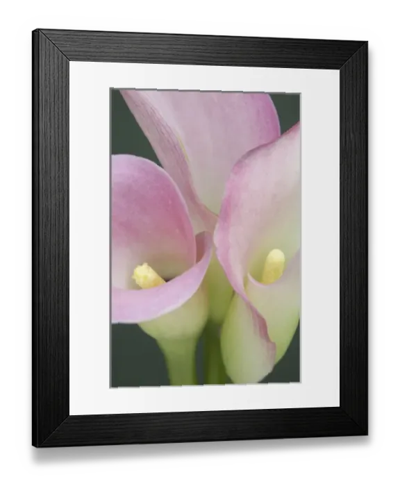 Framed Print : Nature, Flora