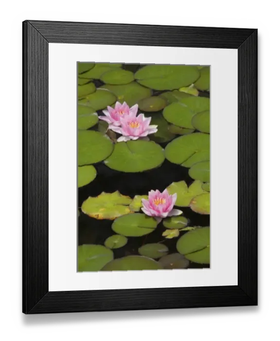 Framed Print : Flowering water lilies Framed Print : Flowering water lilies
