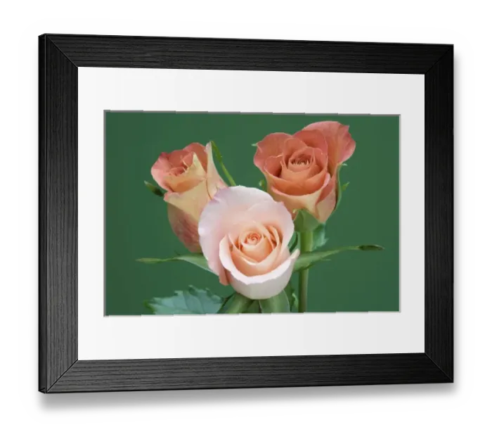 Framed Print : Roses