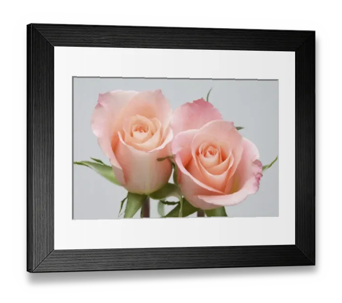 Framed Print : Roses Framed Print : Roses