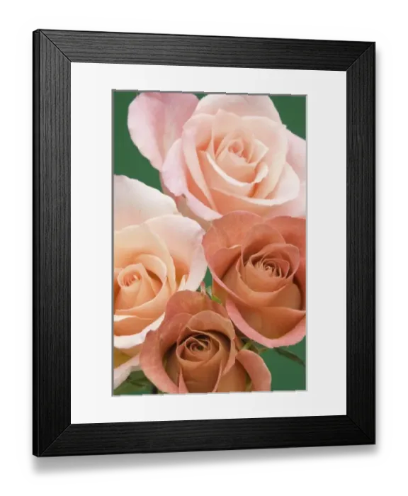 Framed Print : Roses