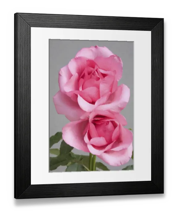 Framed Print : Roses Framed Print : Roses