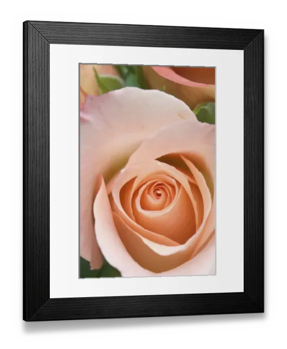 Framed Print : Rose close-up Framed Print : Rose close-up