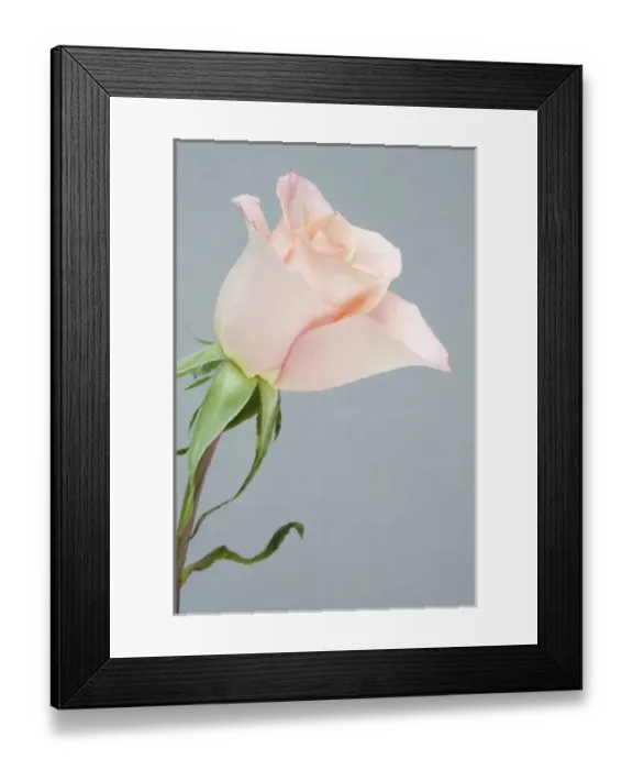 Framed Print : Rose