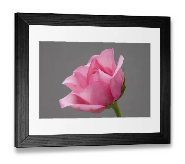 Framed Print : Rose