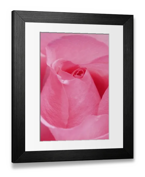 Framed Print : Rose