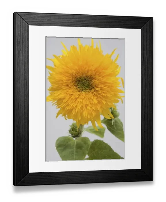 Framed Print : Nature, Flora Framed Print : Nature, Flora
