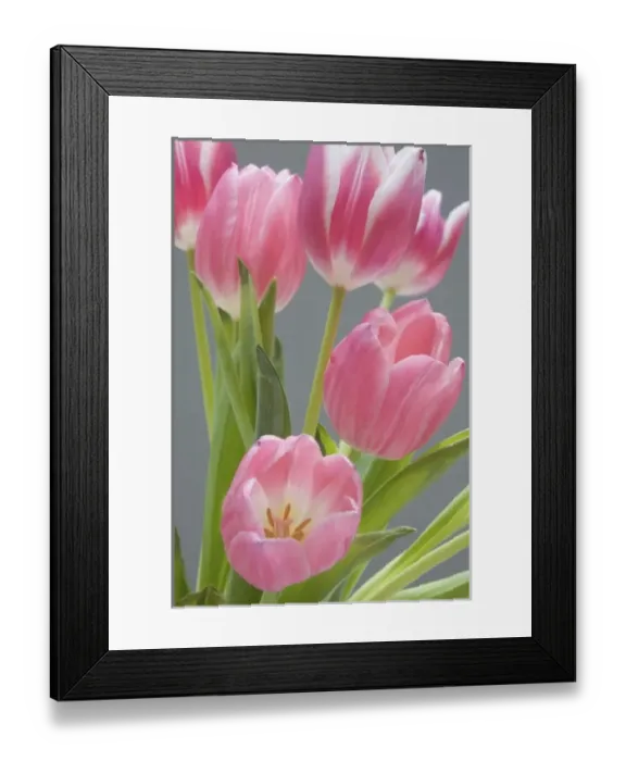 Framed Print : Pink tulips Framed Print : Pink tulips