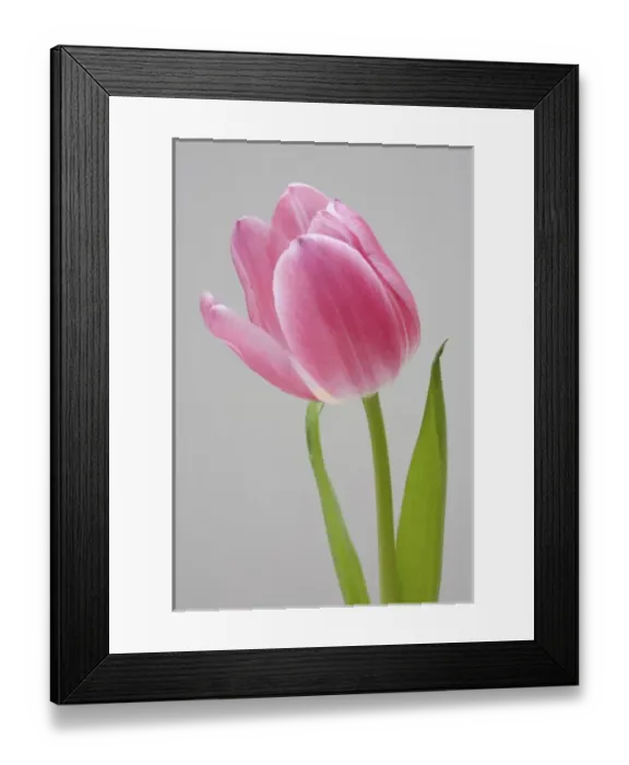 Framed Print : Pink tulip Framed Print : Pink tulip