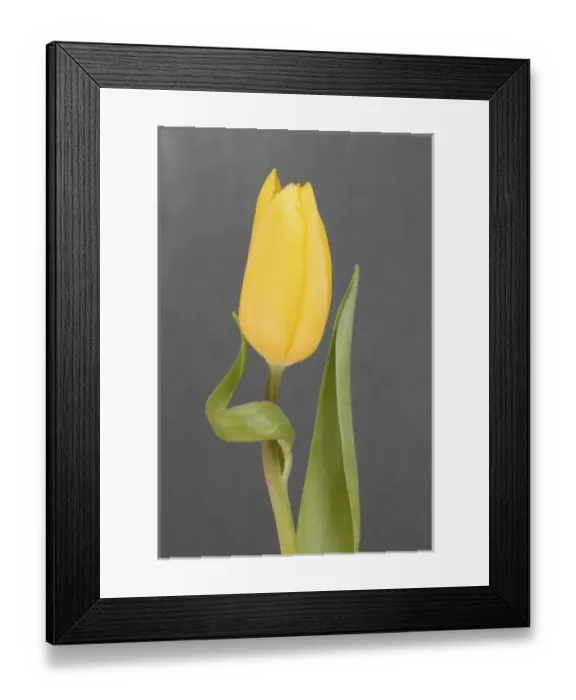 Framed Print : Yellow tulip