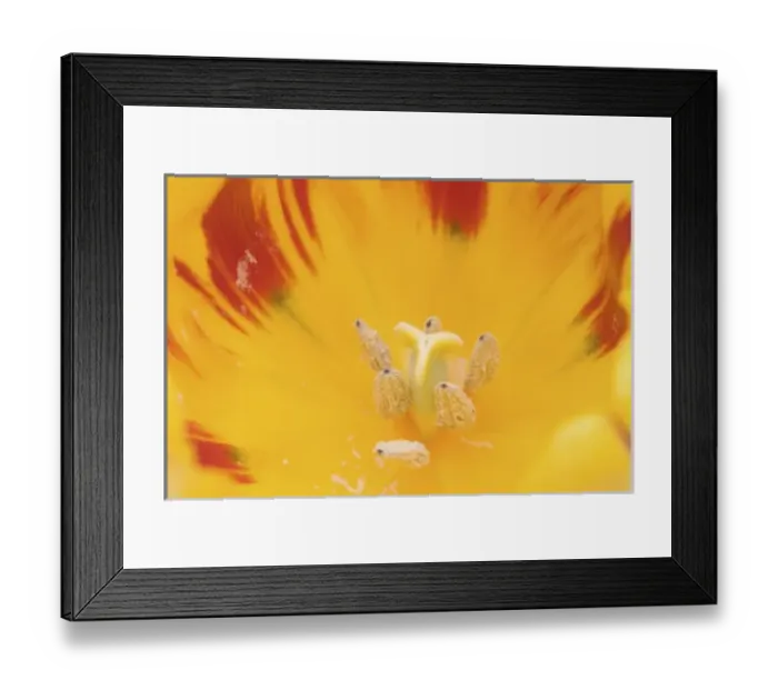 Framed Print : Nature, Flora Framed Print : Nature, Flora