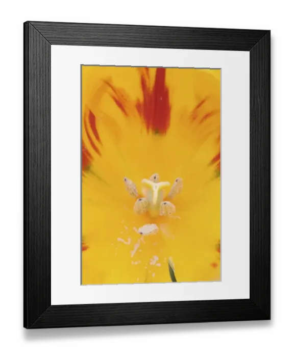 Framed Print : Nature, Flora Framed Print : Nature, Flora