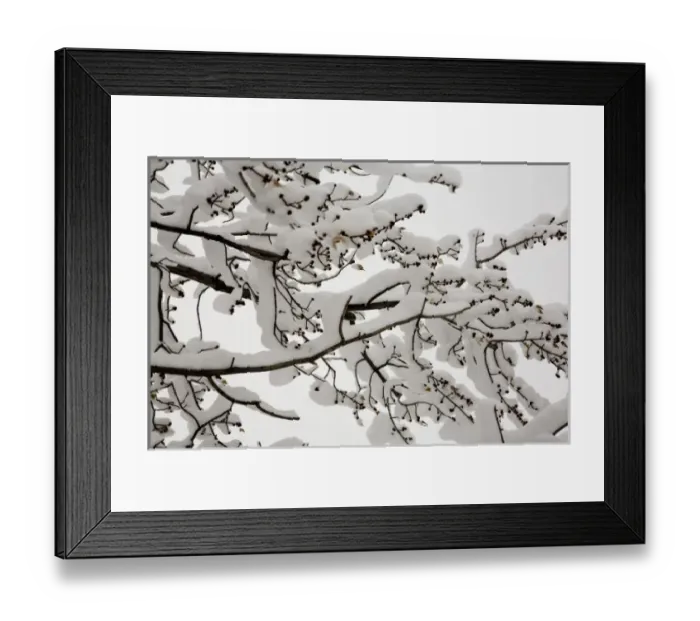 Framed Print : Snow on the branches of a tree Framed Print : Snow on the branches of a tree