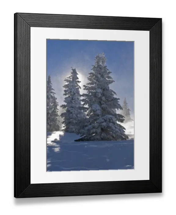 Framed Print : Pine Trees covered with snow