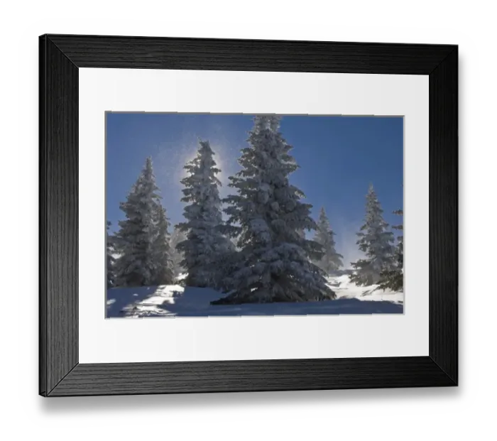 Framed Print : Pine Trees covered with snow