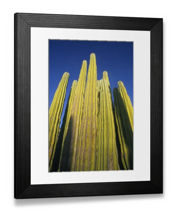 Framed Print : Cardon Cactus, (Pachycereus pringlei), Baja California Framed Print : Cardon Cactus, (Pachycereus pringlei), Baja California
