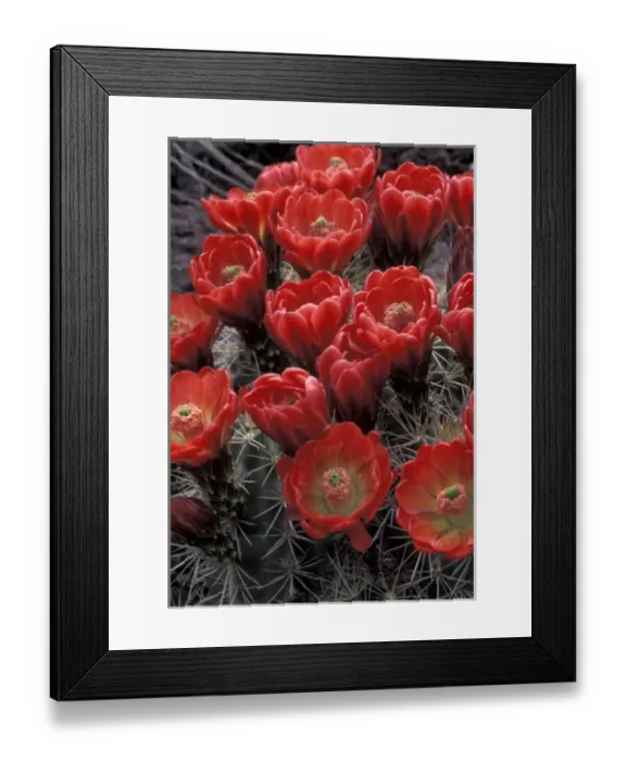 Framed Print : Mojave mound cactus or Kingcup cactus (Echinocereus triglochidiatus) Framed Print : Mojave mound cactus or Kingcup cactus (Echinocereus triglochidiatus)