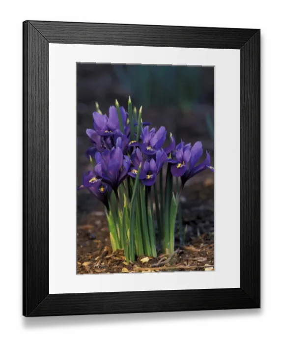 Framed Print : Iris Framed Print : Iris