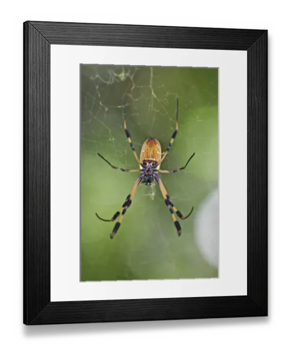 Framed Print : Nature, Flora