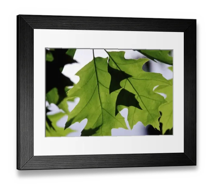 Framed Print : Sun light passing through leaves Framed Print : Sun light passing through leaves