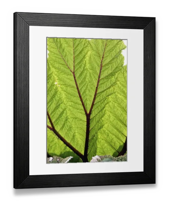 Framed Print : Nature, Flora Framed Print : Nature, Flora