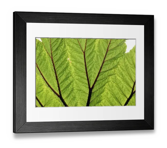 Framed Print : Nature, Flora