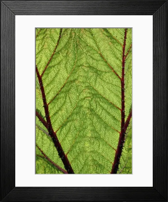 Framed Print : Nature, Flora