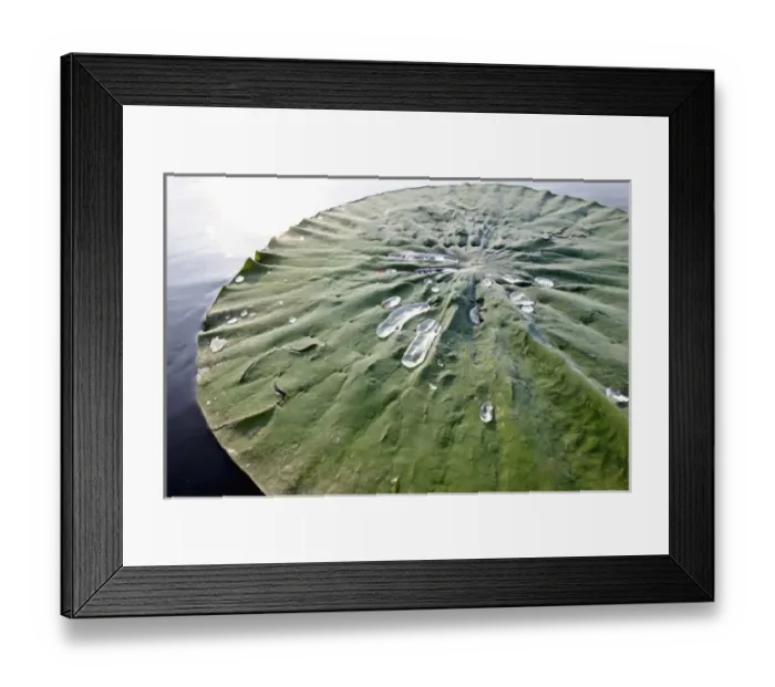 Framed Print : Floating leaf and water drops. Lotus flower: Nelumbo speciosum. Mantova / Mantua, Italy Framed Print : Floating leaf and water drops. Lotus flower: Nelumbo speciosum. Mantova / Mantua, Italy